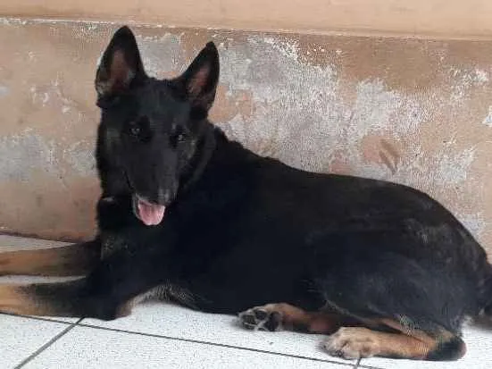 Cachorro ra a Pastor/ Mestiço  idade 3 anos nome Lilica/ Bolinha