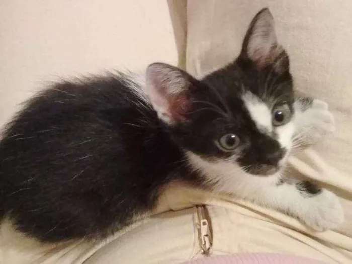 Gato ra a Brasileira idade Abaixo de 2 meses nome Pandinha