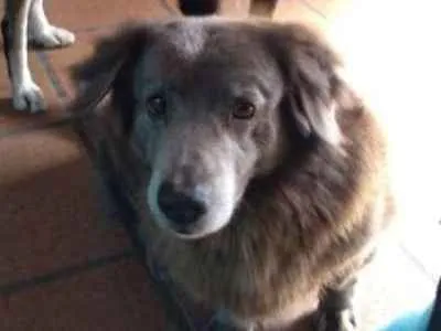 Cachorro ra a Vira-lata & Salsicha idade 6 ou mais anos nome Lila & Neguinho