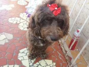 Cachorro raça Poodle  idade 2 anos nome Bella 