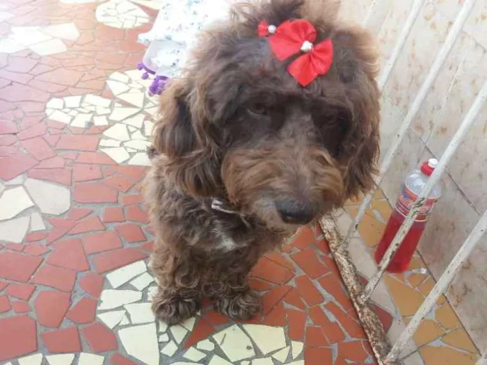 Cachorro ra a Poodle  idade 2 anos nome Bella 