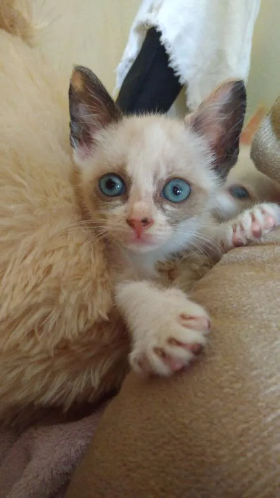 Gato ra a Srd idade Abaixo de 2 meses nome Pandinha