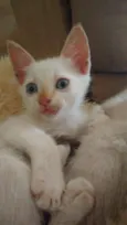 Floquinho