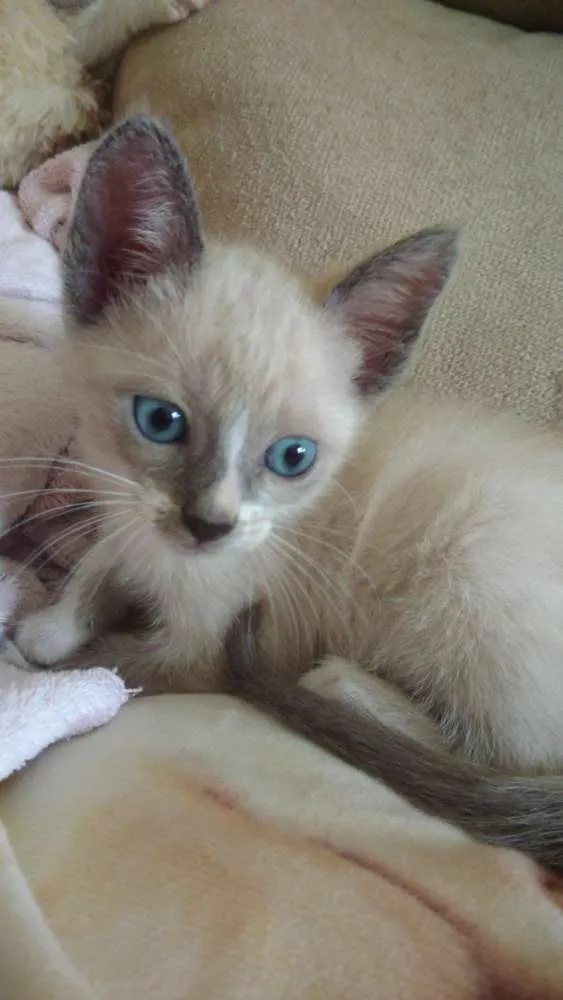 Gato ra a Srd idade Abaixo de 2 meses nome Algodão