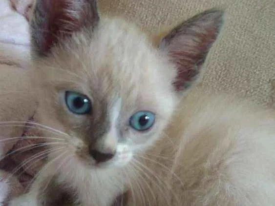Gato ra a Srd idade Abaixo de 2 meses nome Algodão