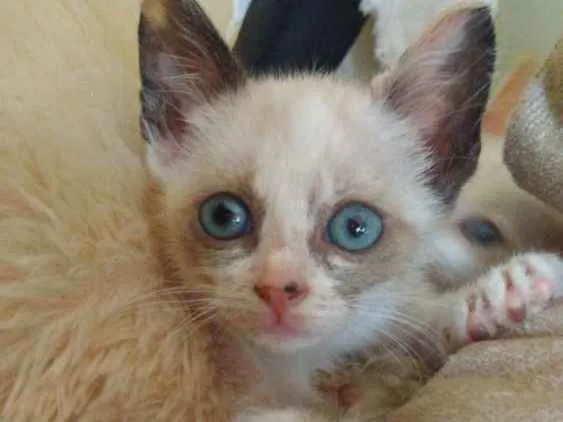 Gato ra a Srd idade Abaixo de 2 meses nome Pandinha