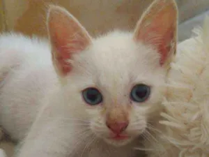 Gato raça Srd idade Abaixo de 2 meses nome Snow
