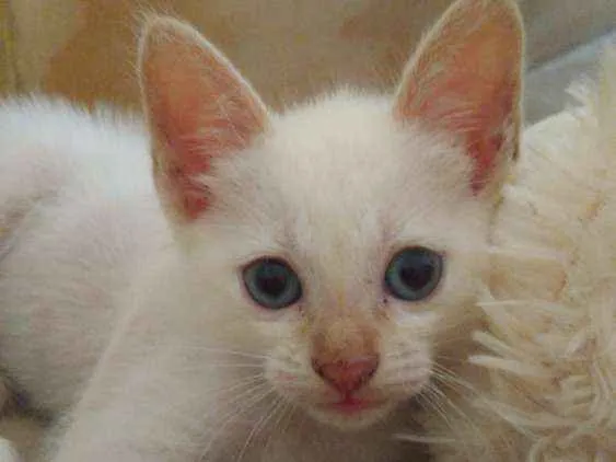 Gato ra a Srd idade Abaixo de 2 meses nome Snow