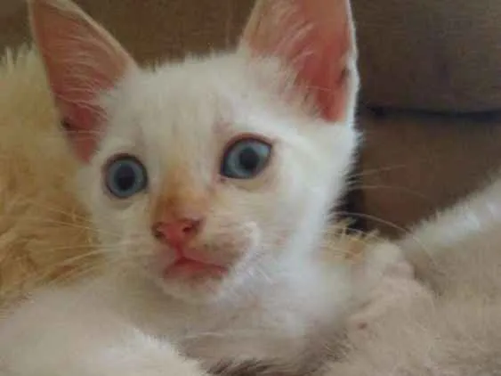 Gato ra a Srd idade Abaixo de 2 meses nome Floquinho