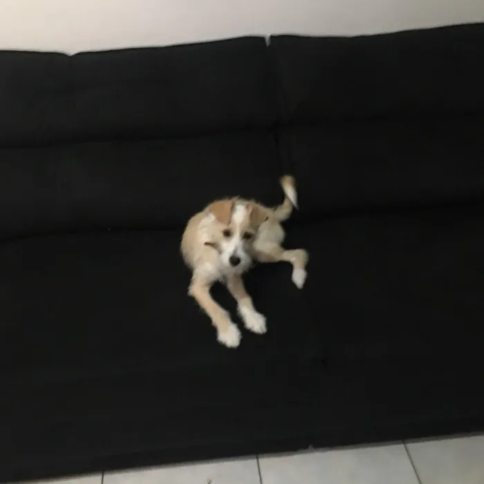 Cachorro ra a Basset com poodle idade 7 a 11 meses nome Lola