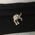 Lola