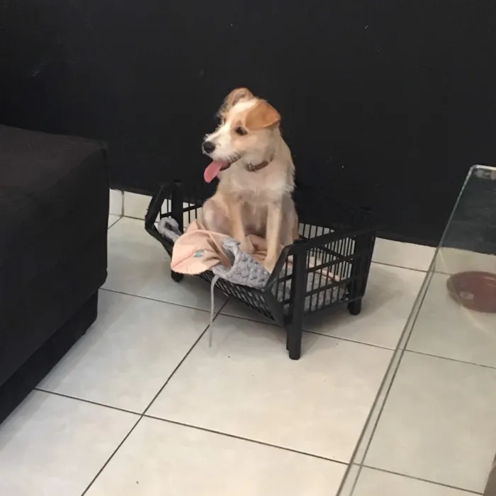 Cachorro ra a Basset com poodle idade 7 a 11 meses nome Lola