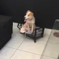 Lola