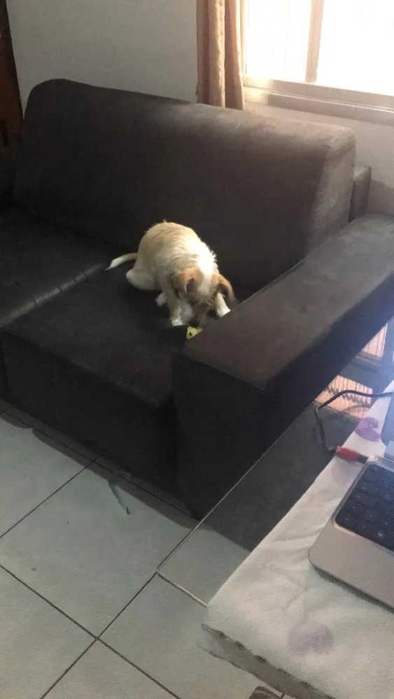 Cachorro ra a Basset com poodle idade 7 a 11 meses nome Lola