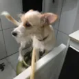 Lola