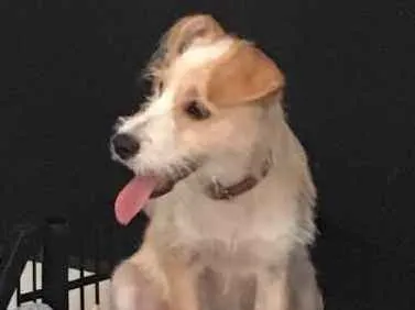 Cachorro ra a Basset com poodle idade 7 a 11 meses nome Lola