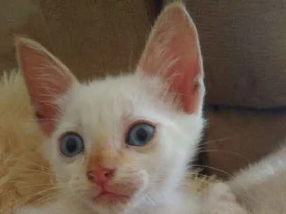 Gato ra a Srd idade Abaixo de 2 meses nome Floquinho