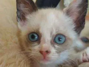 Gato raça Srd idade Abaixo de 2 meses nome Pandinha