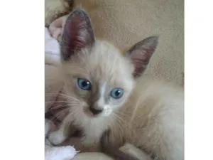 Gato raça Srd idade Abaixo de 2 meses nome Algodão