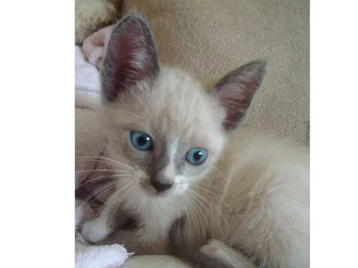 Gato ra a Srd idade Abaixo de 2 meses nome Algodão