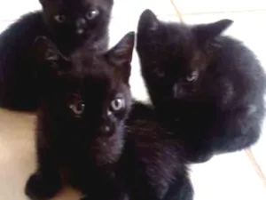 Gato raça  idade 2 a 6 meses nome Não tem