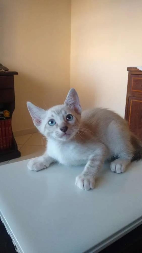 Gato ra a Siameses idade 2 a 6 meses nome Não tem