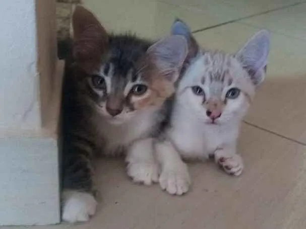 Gato ra a Siameses idade 2 a 6 meses nome Não tem