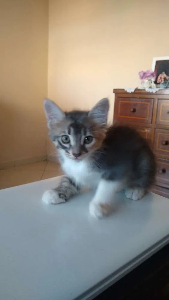 Gato ra a Siameses idade 2 a 6 meses nome Não tem