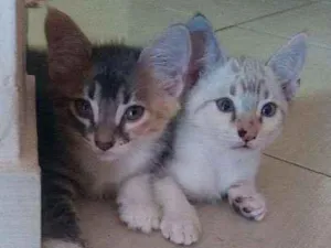 Gato raça Siameses idade 2 a 6 meses nome Não tem