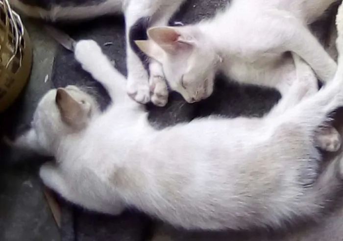 Gato raça  idade 2 a 6 meses nome Anneliese e Julinho
