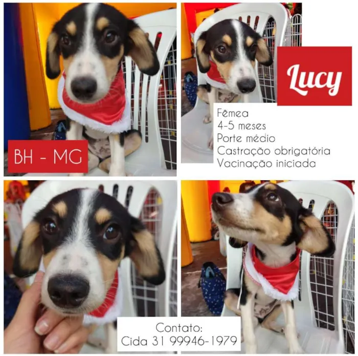 Cachorro raça SRD idade 2 a 6 meses nome Lucy