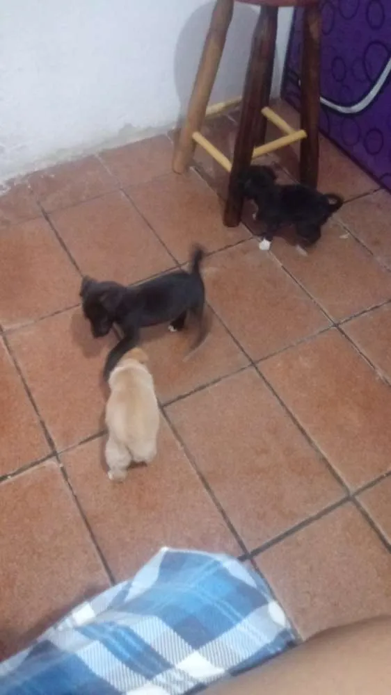 Cachorro raça Vira lata idade 2 a 6 meses nome Floky, Stela e Sofia