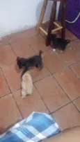 Floky, Stela e Sofia