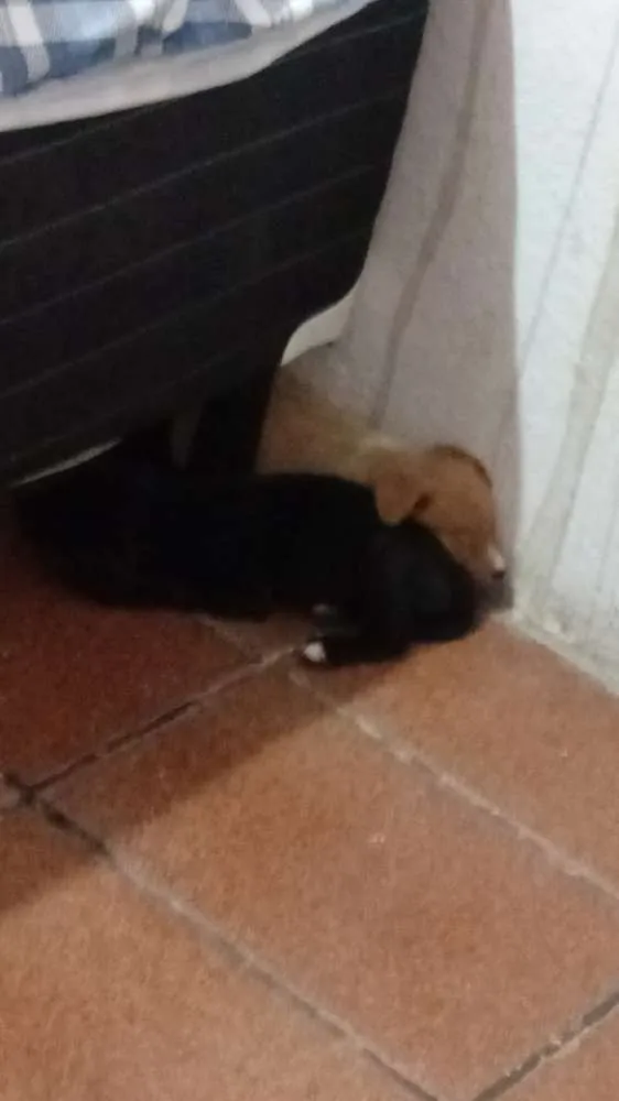 Cachorro raça Vira lata idade 2 a 6 meses nome Floky, Stela e Sofia