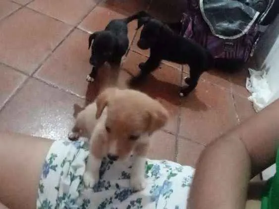 Cachorro raça Vira lata idade 2 a 6 meses nome Floky, Stela e Sofia