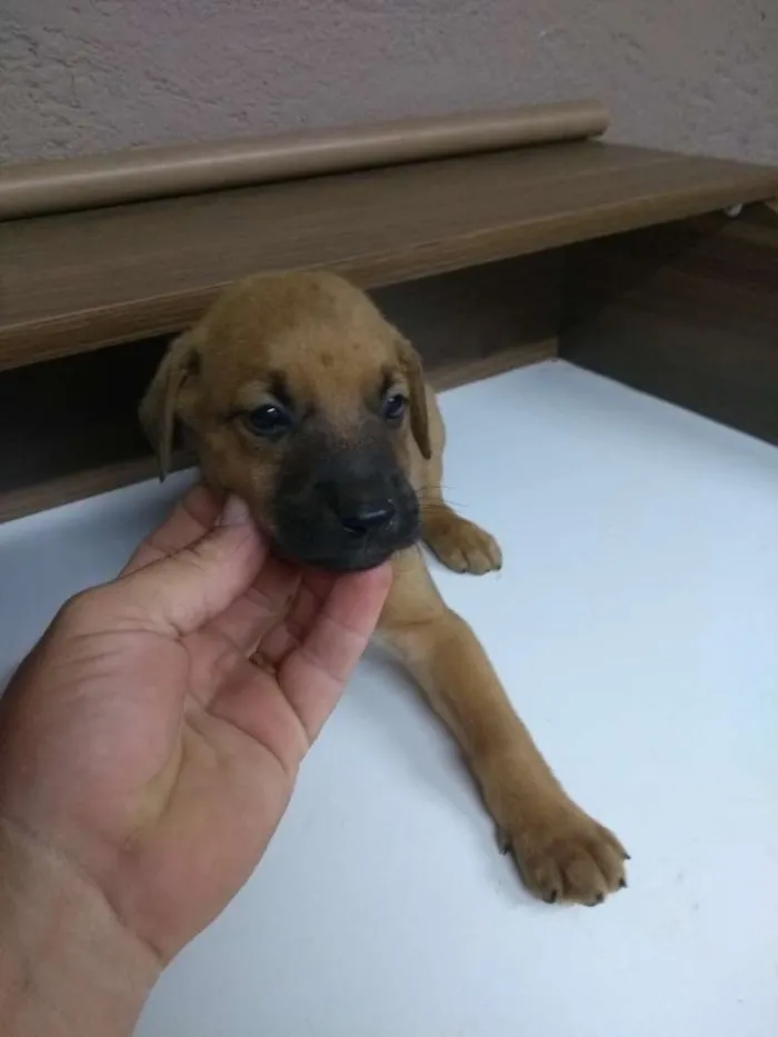 Cachorro ra a Indefinida idade Abaixo de 2 meses nome Filhotes