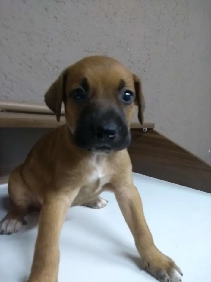 Cachorro ra a Indefinida idade Abaixo de 2 meses nome Filhotes