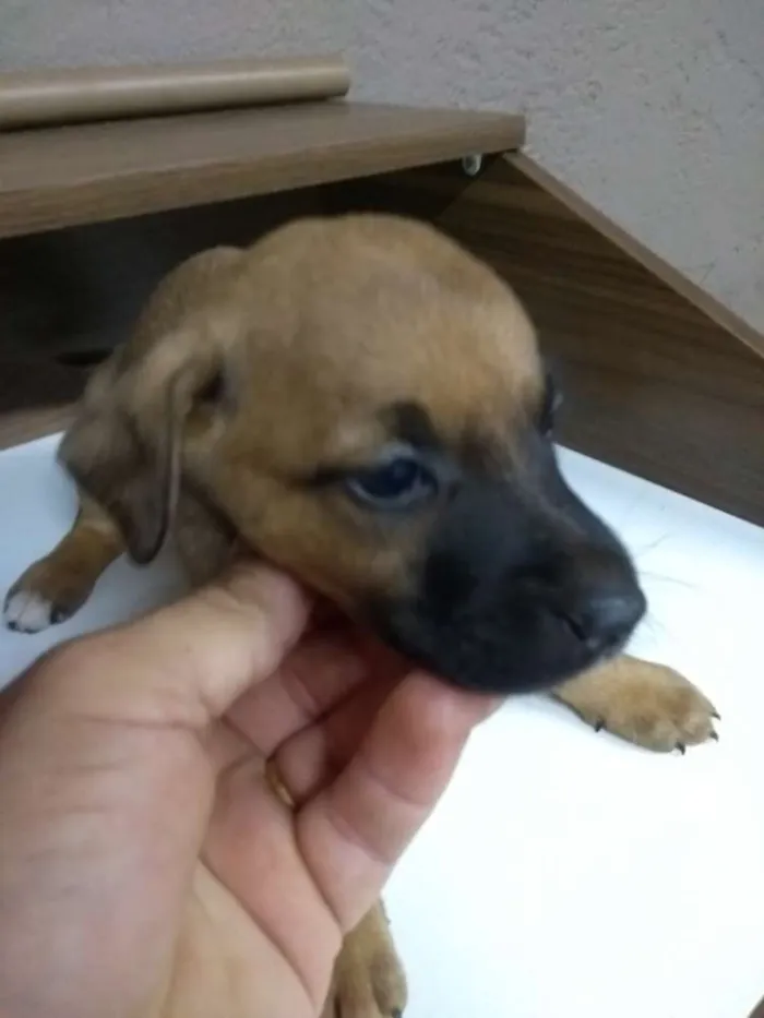 Cachorro ra a Indefinida idade Abaixo de 2 meses nome Filhotes