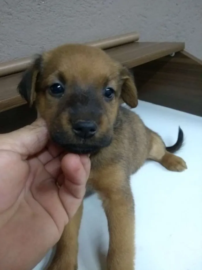 Cachorro ra a Indefinida idade Abaixo de 2 meses nome Filhotes