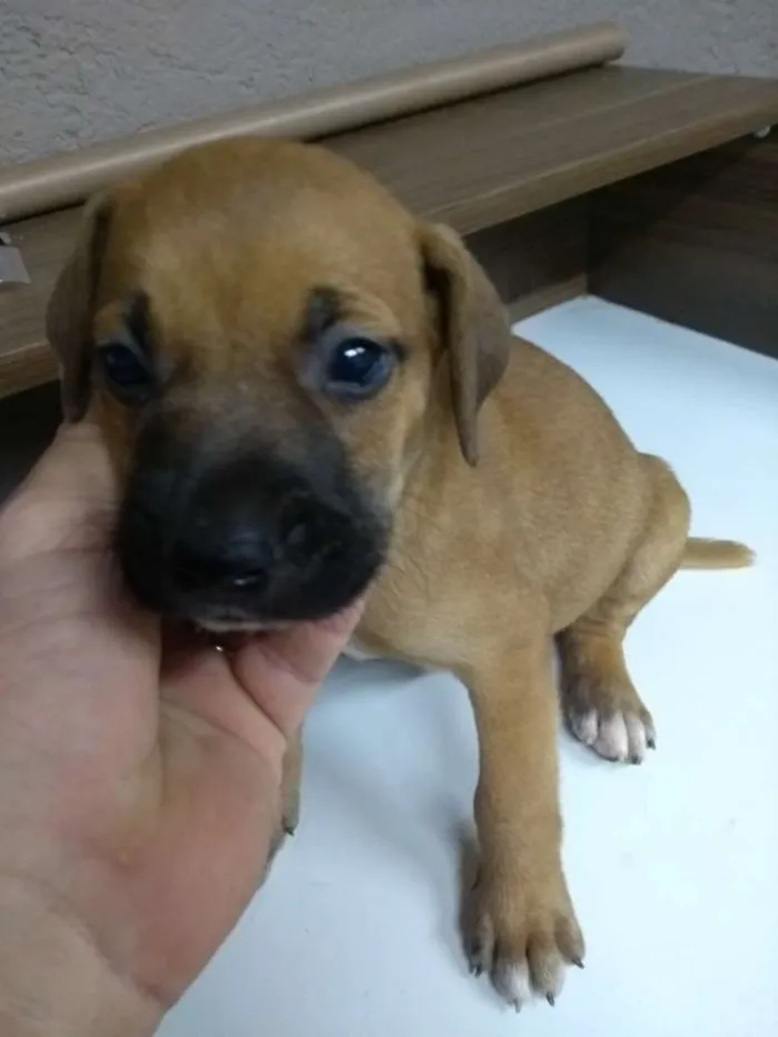 Cachorro ra a Indefinida idade Abaixo de 2 meses nome Filhotes