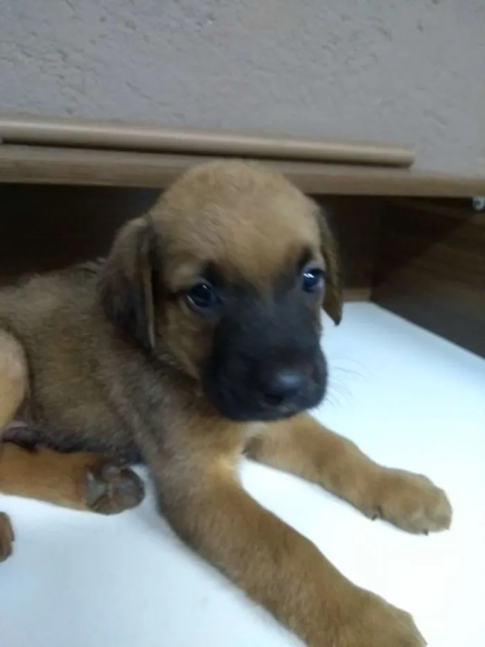 Cachorro ra a Indefinida idade Abaixo de 2 meses nome Filhotes