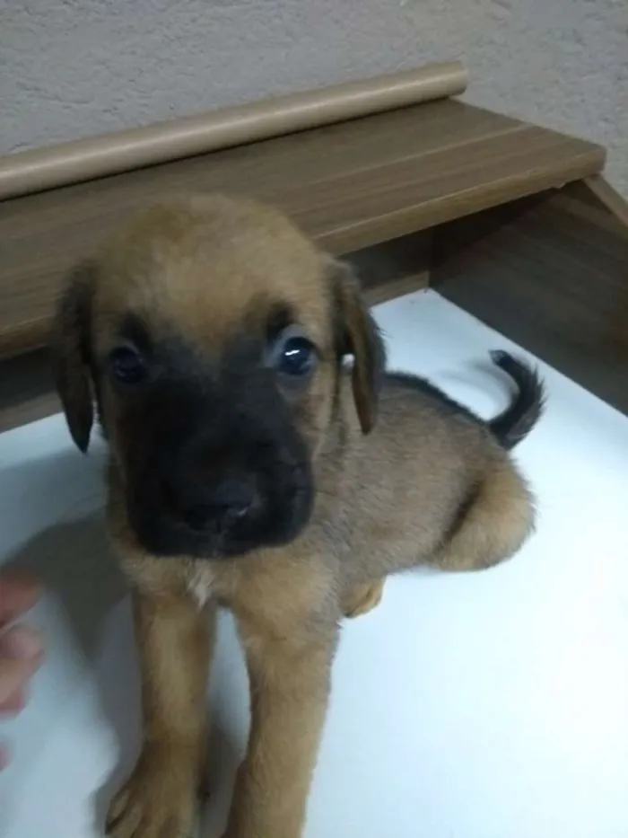 Cachorro ra a Indefinida idade Abaixo de 2 meses nome Filhotes
