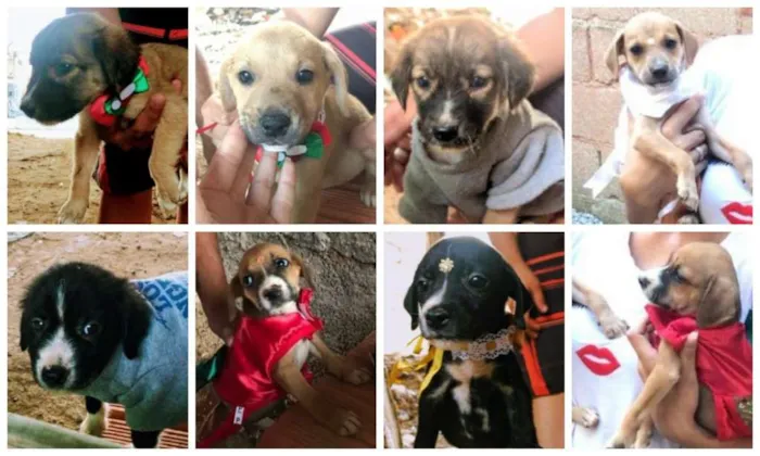 Cachorro ra a SRD idade Abaixo de 2 meses nome Bebês