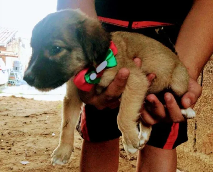 Cachorro ra a SRD idade Abaixo de 2 meses nome Bebês