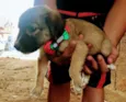 Bebês