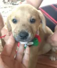 Bebês