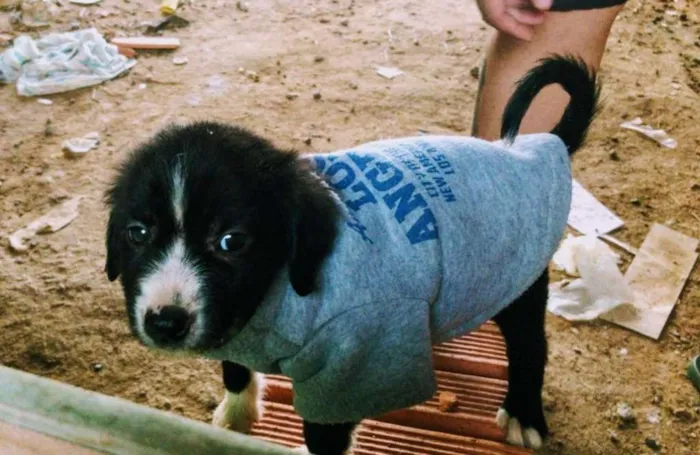 Cachorro ra a SRD idade Abaixo de 2 meses nome Bebês