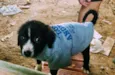 Bebês