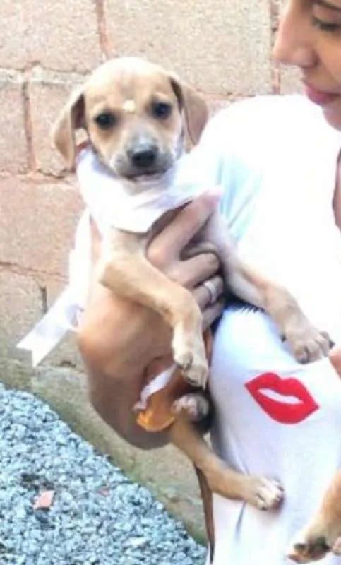 Cachorro ra a SRD idade Abaixo de 2 meses nome Bebês