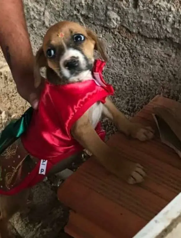 Cachorro ra a SRD idade Abaixo de 2 meses nome Bebês
